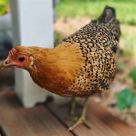 Sicilian Buttercup: Eggs, Temperament, Size and Raising Tips