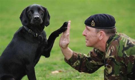 This Memorial Day Don't Forget the Military Animals who Served so Bravely