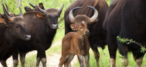 Gaur Calves Are A-Gaur-Able! | Baby Animal Zoo