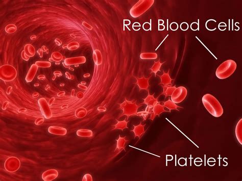 Human Cardiac and Respiratory Systems: Structure Of Red Blood Cells and ...