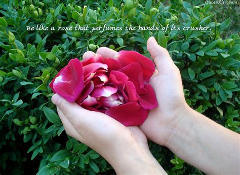 Inspirational Quotes About Roses. QuotesGram