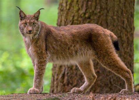 Eurasian Lynx (Lynx lynx) | about animals