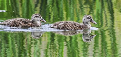 The Birds and the Bears: More Gadwall Ducklings