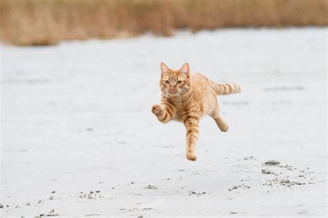 cat running away Blank Template - Imgflip