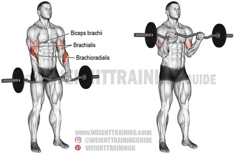 Exercise: EZ bar reverse curl. Type: Isolation pull. Target muscle ...