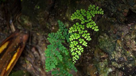 Maidenhair Fern | San Diego Zoo Animals & Plants