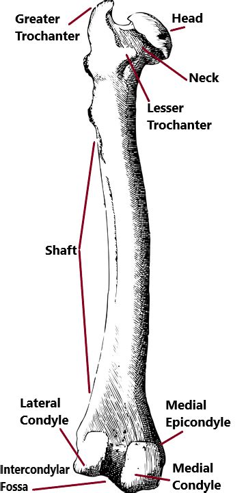 What are the parts of the femur? | Homework.Study.com