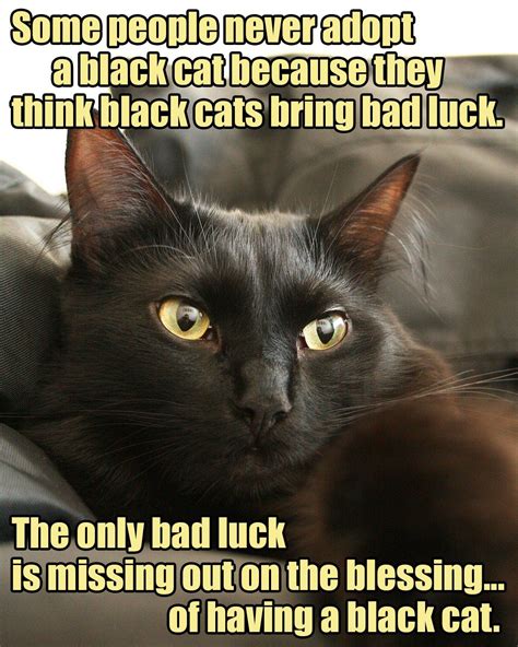 Black Cat Meme