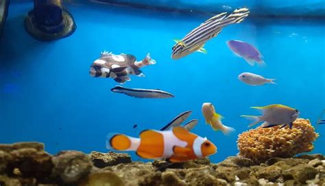 Lucunya Ikan Nemo di Aquarium Air Laut - GenPI.co