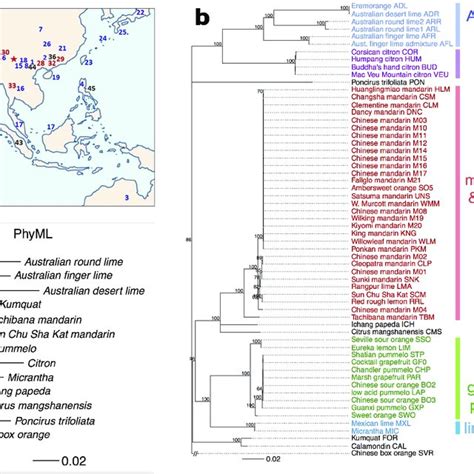 (PDF) Genomics of the origin and evolution of Citrus