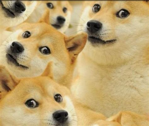 [Image - 581082] | Doge | Know Your Meme