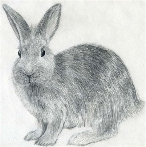 How To Draw A Rabbit