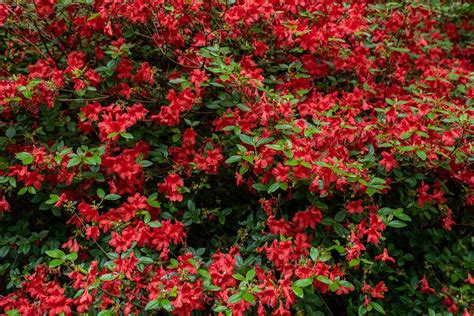 13 Best Shrubs for Making Hedges