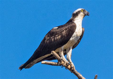 Osprey calls: Types and Meaning - Avian Report