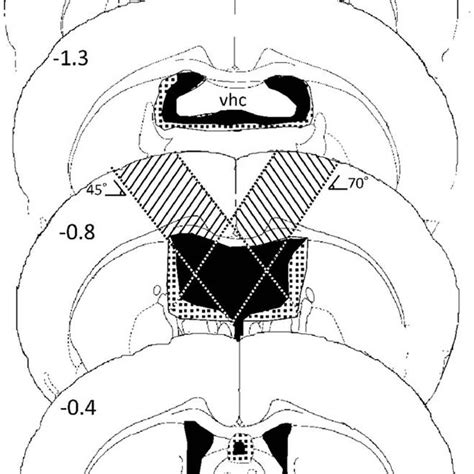 Numbers show the A-P distance from bregma. The coronal section 0.8 mm ...