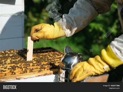 Varroa Mite Control. Image & Photo (Free Trial) | Bigstock