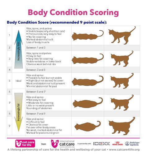 on a scale of cat chart How to weigh your truck or rv on a cat scale