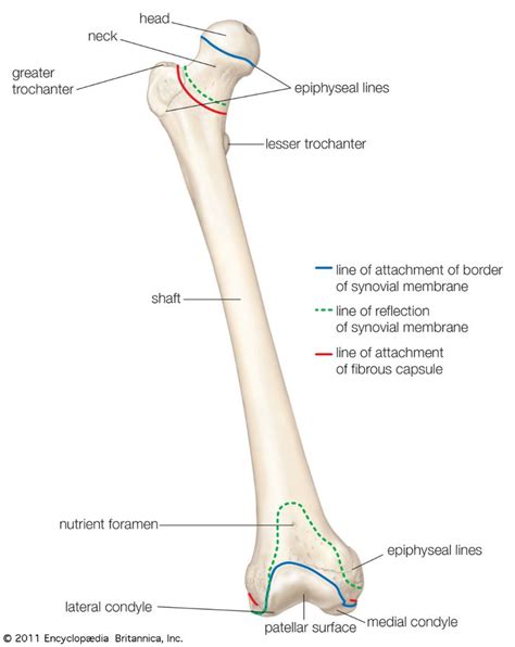 Human Femur Bone Anatomy - Femur Bone Humerus Labeled Landmarks ...