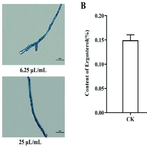 Inhibitory effects of natamycin on the growth of N. parvum. 2.2 ...