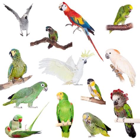 How Many species of Parrots are There? - Windy City Parrot