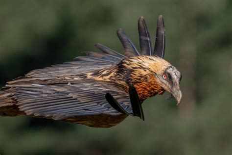 Premium Photo | Adult bearded vulture flying closeup in the foreground