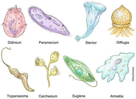 Protozoa Diversity Image | Carlson Stock Art