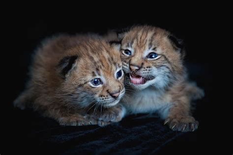 Two Pretty Eurasian Lynx Cubs on Black Background Stock Photo - Image ...