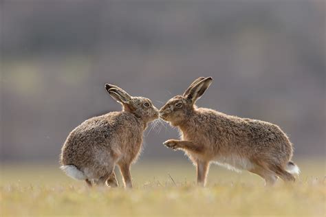 How to Photograph Brown Hares - Nature TTL