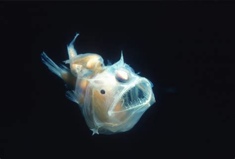 What Do Anglerfish Eat? - American Oceans