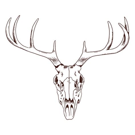 Deer skull PNG Designs for T Shirt & Merch