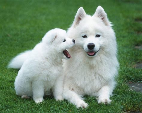 Breeds Dog: Samoyed Dog Informations