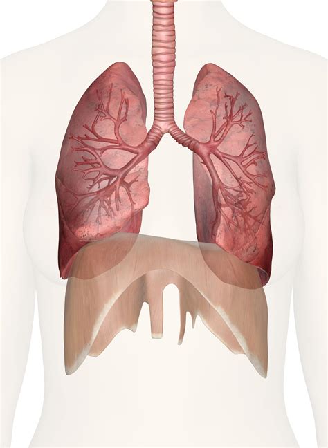 Human Lungs Anatomy