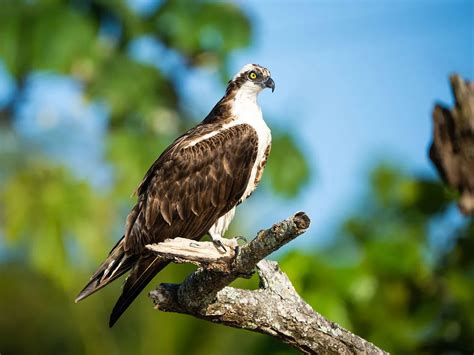 Osprey Migration: A Complete Guide | Birdfact