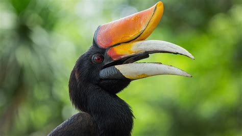 Rhinoceros hornbill - backiee