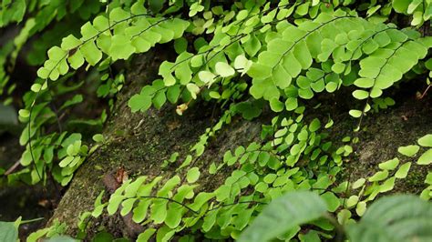 Maidenhair Fern Care: A Comprehensive Guide | Planet Natural