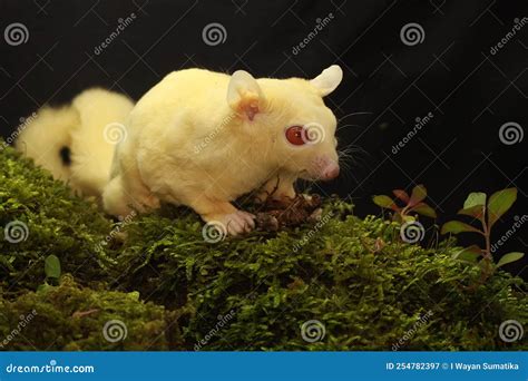 A Young Albino Sugar Glider is Preying on a Cricket on a Rock Overgrown ...