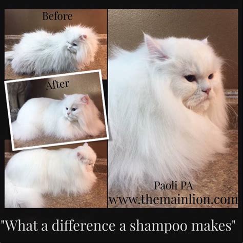 The Main Lion Cat Grooming Salon - CAT GROOMING PHOTOS Before and After