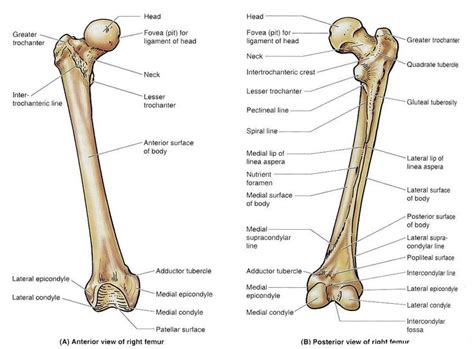 femur bone diagram - Google Search | Femur bone, Skull and bones, Bones