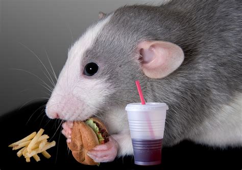 40 HQ Pictures Pet Dumbo Rat Diet - dumbo rat | mamrizzo3