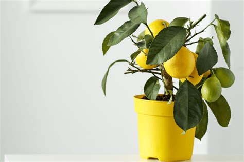 The Best Indoor Fruit Trees Ready to Produce Fruit in Your Living Room