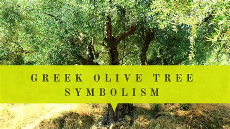 Greek Olive Tree Symbolism - Olive Tree Meaning