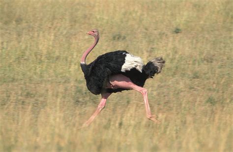 Ostrich Running Photograph by David Hosking - Pixels