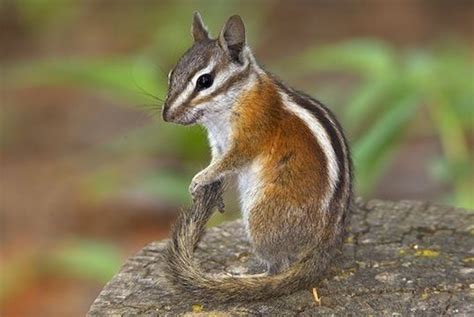 Uinta chipmunk - Alchetron, The Free Social Encyclopedia