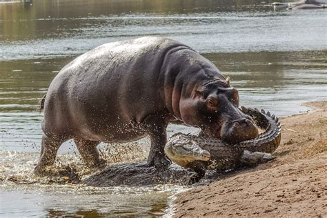 Can A Hippo Bite Crocodile in Half? – Nature Blog Network