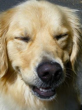 Do Golden Retrievers Smile-Understanding The Golden Retriever Smile ...