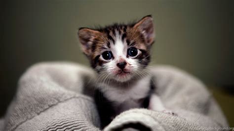 Kitten Wallpapers Image 15945 HD Wallpapers Site Desktop Background