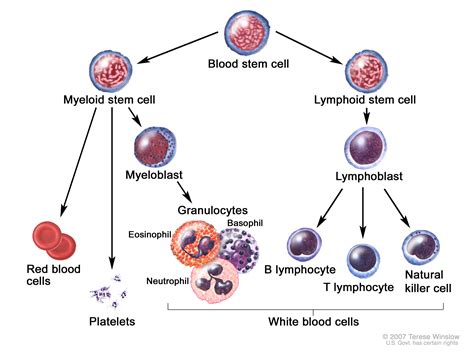 Emergency Management of Blast Crisis – Core EM