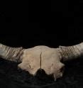 Ice age bison fossils shed light on early human migrations in North ...