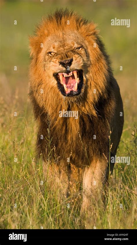 Lion and hi-res stock photography and images - Alamy