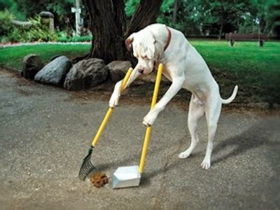 Letter: Richmond needs more dog poo clean-up signs - Richmond News